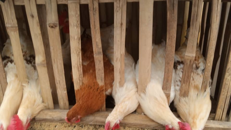 chicken